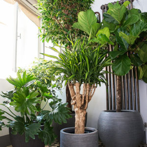 extraordinaire-plante-appartement-plantes-interieur-jardierie