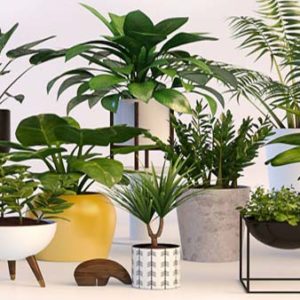 location-entretien-plantes